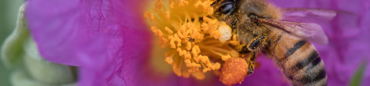 Dr Céline Palussière