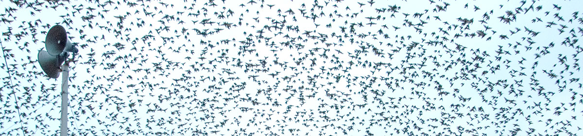 Dr Céline Palussière